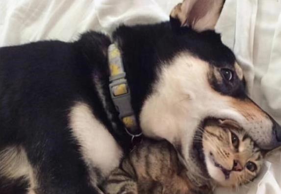 申宝证券 猫咪一爪狗狗就怂，背后秘密藏千年，狼都怕猫科？