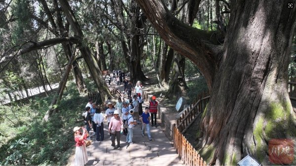 思考资本 习语回响丨古柏保护网织得更密 千年古蜀道焕发新生机
